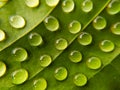 Drop of dew in morning on leaf with sun light Royalty Free Stock Photo