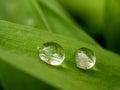 Drop - of dew in morning on leaf with sun light Royalty Free Stock Photo