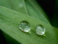 Drop - of dew in morning on leaf with sun light Royalty Free Stock Photo