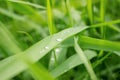 Drop of dew in morning on leaf Royalty Free Stock Photo