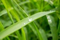 Drop of dew in morning on leaf Royalty Free Stock Photo