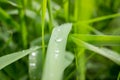 Drop of dew in morning on leaf Royalty Free Stock Photo