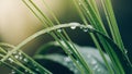 Drop of dew in morning on leaf with sun light. Close-up of a leaf and water drops Royalty Free Stock Photo