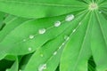 Closeup view of beautiful green leaf with dew drops Royalty Free Stock Photo