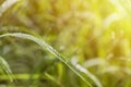 Drop of dew in morning on leaf with sun light Royalty Free Stock Photo