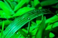 Drop of dew in morning on leaf with sun light on a green leaf macro. Royalty Free Stock Photo