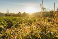 Drop of dew in morning on leaf with sunrise Royalty Free Stock Photo