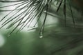 A drop of dew after rain froze between the pairs of pine needles on a pine tree close-up. copy space Royalty Free Stock Photo