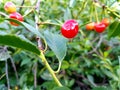 Dew drop on a red cherry