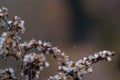 A drop of dew on a thin cobweb on goldenrod flowers