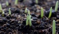 A drop of dew on a young sprout of wheat that sprouted from black soil. The plant is born.