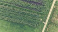 Drop down view of corn fields. Royalty Free Stock Photo