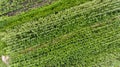 Drop down view of corn fields. Royalty Free Stock Photo