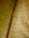 Drop on a Dried Leaf Royalty Free Stock Photo