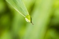 Drop end the green leaves blur background Royalty Free Stock Photo