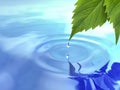 Drop fall from leaf on ripple water. Royalty Free Stock Photo