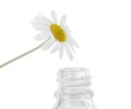 Drop falling down from chamomile into bottle of essential oil isolated