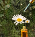 A drop falls from a dropper of essential oil, essence aromatherapy or medicinal fluid.Chamomile oil.Floral background. Space for Royalty Free Stock Photo