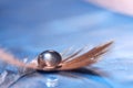 Drop on the feather. Abstract beautiful macro. Artistic image. Royalty Free Stock Photo