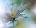 Beautiful Spring Nature Background.Abstract Macro Photography.Artistic Floral Art Design.Flower,plant,pure.Creative,amazing.Drops Royalty Free Stock Photo