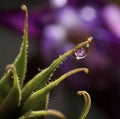 drop flower macro violet bokeh background