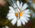 Drop of fragrant chamomile oil drops from a glass pipette on a