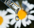 A drop of fragrant chamomile oil drops from a glass pipette on a