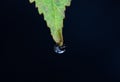 Drop of frozen water hanging from a leaf Royalty Free Stock Photo