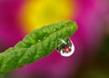Drop with green grass and flowers Royalty Free Stock Photo