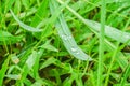 Drop on green long leaf in rice field in the early morning in rainy season