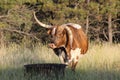 Drop horn long horn cow Royalty Free Stock Photo