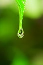 Water rain drop on the leaf Royalty Free Stock Photo