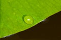 Drop on a leaf of a water-lily Royalty Free Stock Photo
