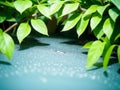A drop of mercury under the green leaf. Royalty Free Stock Photo