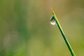 A drop of morning dew on a blade of grass with a reflection of a meadow with red poppies Royalty Free Stock Photo