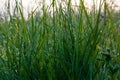 A drop of morning dew on the grass. Royalty Free Stock Photo