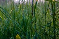 A drop of morning dew on the grass. Royalty Free Stock Photo