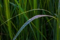 A drop of morning dew on the grass. Royalty Free Stock Photo