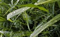 Drop of morning dew on the grass Royalty Free Stock Photo