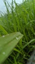 a drop of morning dew on the green grass, it& x27;s fresh Royalty Free Stock Photo