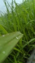 a drop of morning dew on the green grass, it& x27;s fresh Royalty Free Stock Photo