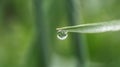 A drop of morning dew on the tip of the grass Royalty Free Stock Photo