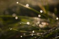 Drop of morning dew on a tip of wet fresh grass Royalty Free Stock Photo