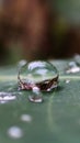 a drop of morning dew wets the leaves thirsty for rain Royalty Free Stock Photo