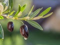 Drop of olive oil falling from berry and glittering in the sun. Royalty Free Stock Photo