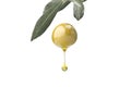 A drop of olive oil Royalty Free Stock Photo