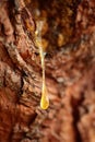 Drop of pine resin Royalty Free Stock Photo