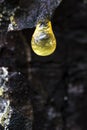 A drop of pine resin in the forest Royalty Free Stock Photo