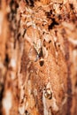 Drop of pine resin Royalty Free Stock Photo