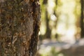 Pine sap glistening in the sun Royalty Free Stock Photo